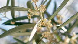 Dettaglio Fiori di Ulivo