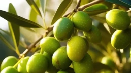 Dettaglio Olive Nocellara del Bel&igrave;ce