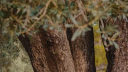 Dettaglio Alberi di Ulivo